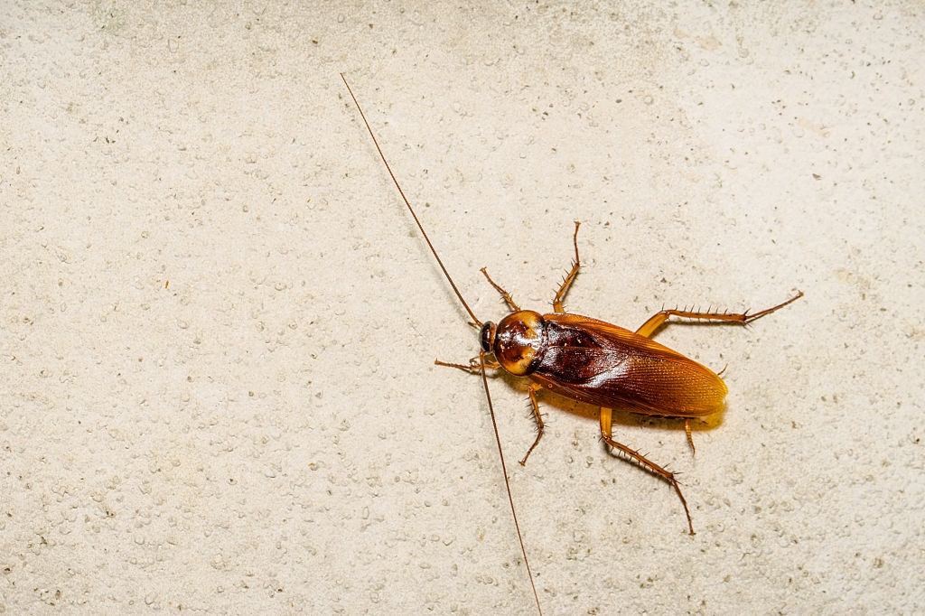 Cockroach Control, Pest Control in Rotherhithe, South Bermondsey, Surrey Docks, SE16. Call Now 020 8166 9746