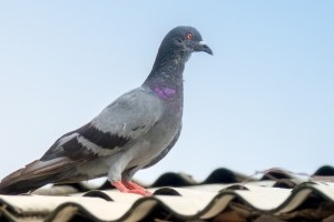 Pigeon Control, Pest Control in Rotherhithe, South Bermondsey, Surrey Docks, SE16. Call Now 020 8166 9746