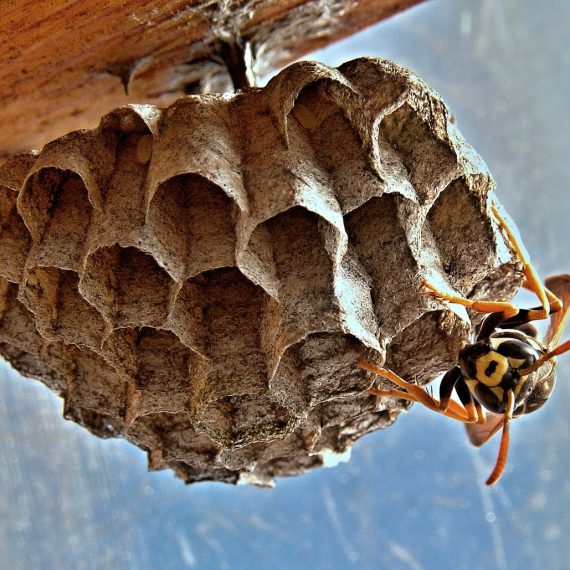 Wasps Nest, Pest Control in Rotherhithe, South Bermondsey, Surrey Docks, SE16. Call Now! 020 8166 9746