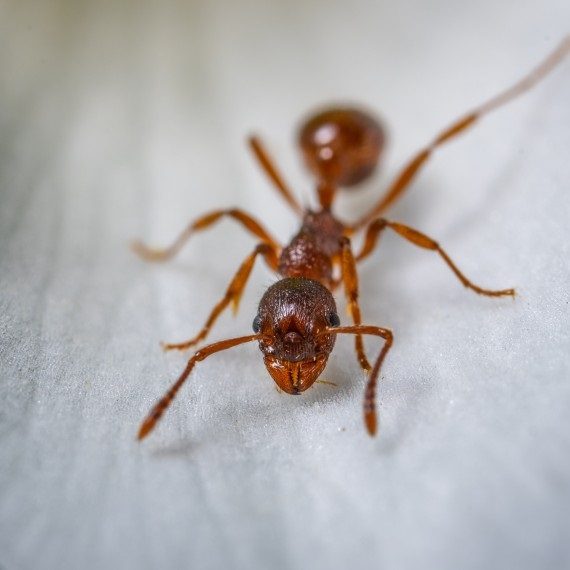 Field Ants, Pest Control in Rotherhithe, South Bermondsey, Surrey Docks, SE16. Call Now! 020 8166 9746