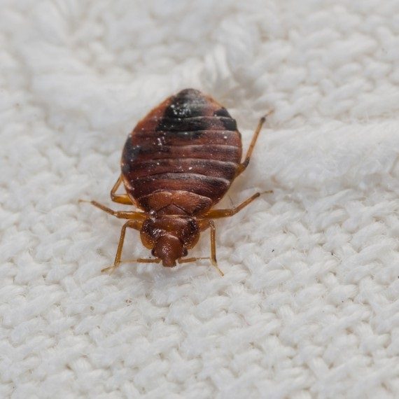Bed Bugs, Pest Control in Rotherhithe, South Bermondsey, Surrey Docks, SE16. Call Now! 020 8166 9746