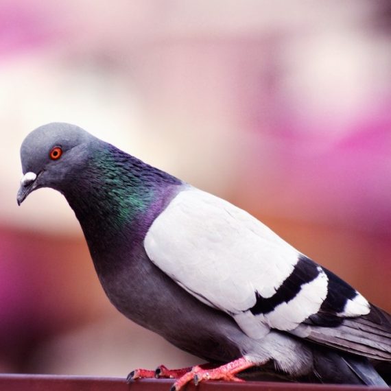 Birds, Pest Control in Rotherhithe, South Bermondsey, Surrey Docks, SE16. Call Now! 020 8166 9746