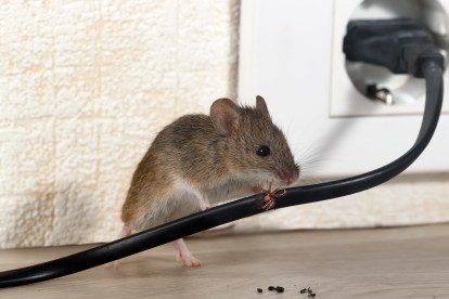 Pest Control in Rotherhithe, South Bermondsey, Surrey Docks, SE16. Call Now! 020 8166 9746