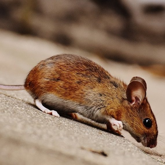 Mice, Pest Control in Rotherhithe, South Bermondsey, Surrey Docks, SE16. Call Now! 020 8166 9746