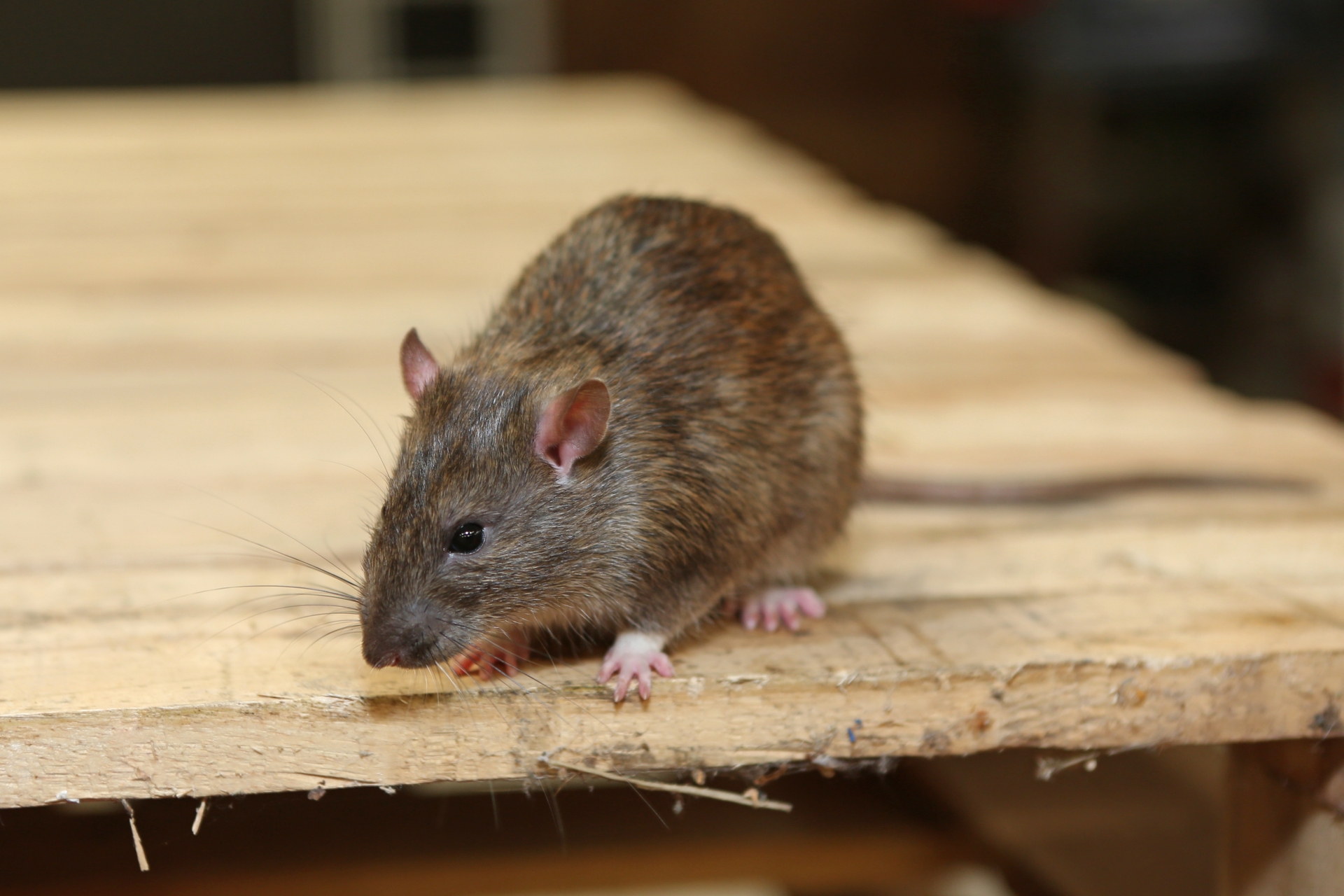 Rat Infestation, Pest Control in Rotherhithe, South Bermondsey, Surrey Docks, SE16. Call Now 020 8166 9746