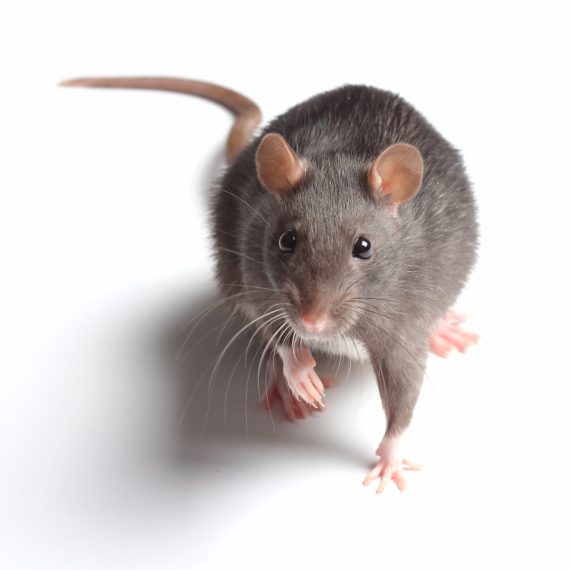 Rats, Pest Control in Rotherhithe, South Bermondsey, Surrey Docks, SE16. Call Now! 020 8166 9746