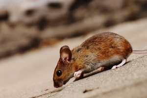 Mouse extermination, Pest Control in Rotherhithe, South Bermondsey, Surrey Docks, SE16. Call Now 020 8166 9746