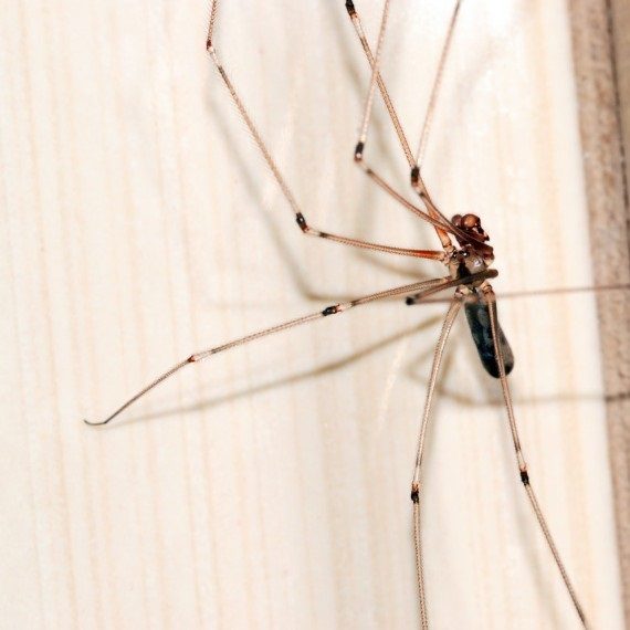 Spiders, Pest Control in Rotherhithe, South Bermondsey, Surrey Docks, SE16. Call Now! 020 8166 9746
